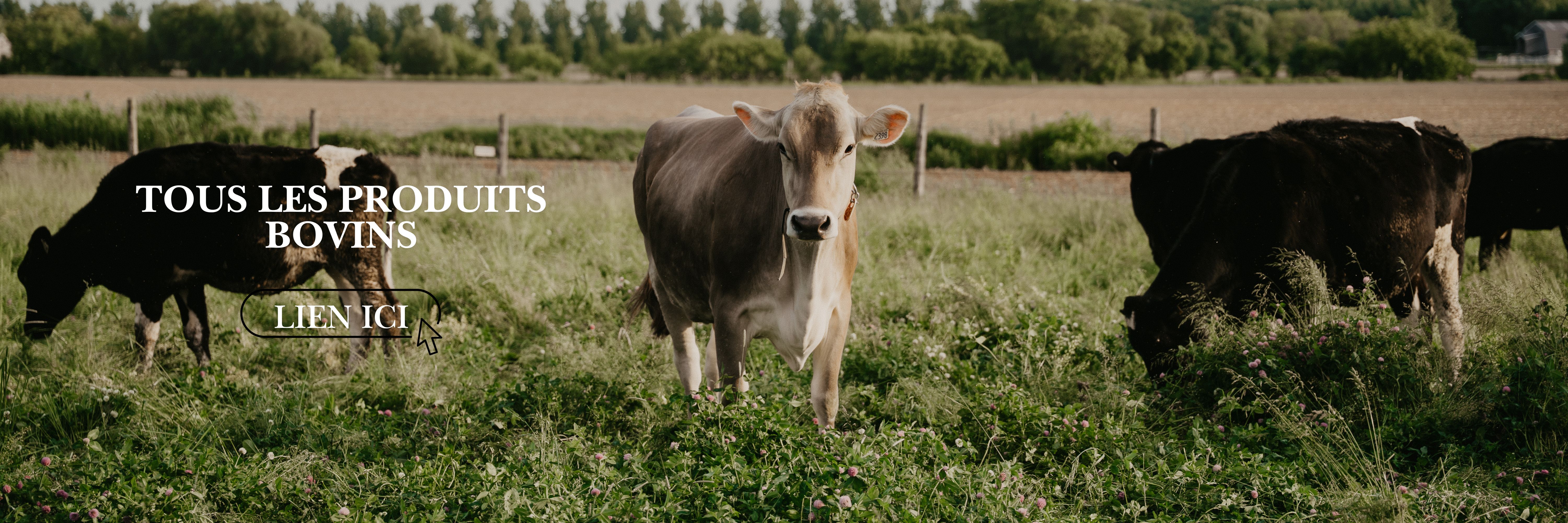 Sans titre (6000 x 2000 px)